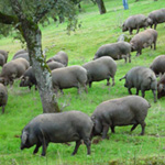 イベリコ豚放牧