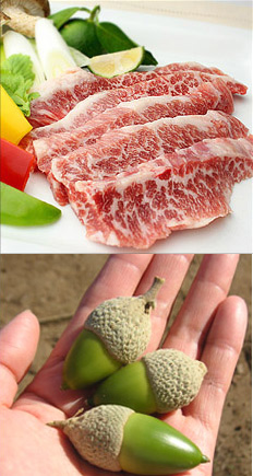 霜降り肉と餌のどんぐり